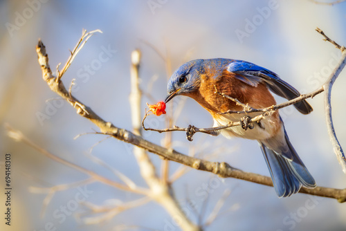 Obraz na płótnie An Eastern Bluebird feeds on small red berries w salonie