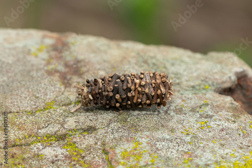 A Bagworm Moth (Family Psychidae) hiding in its beautifully constructed shelter made of small twigs photo