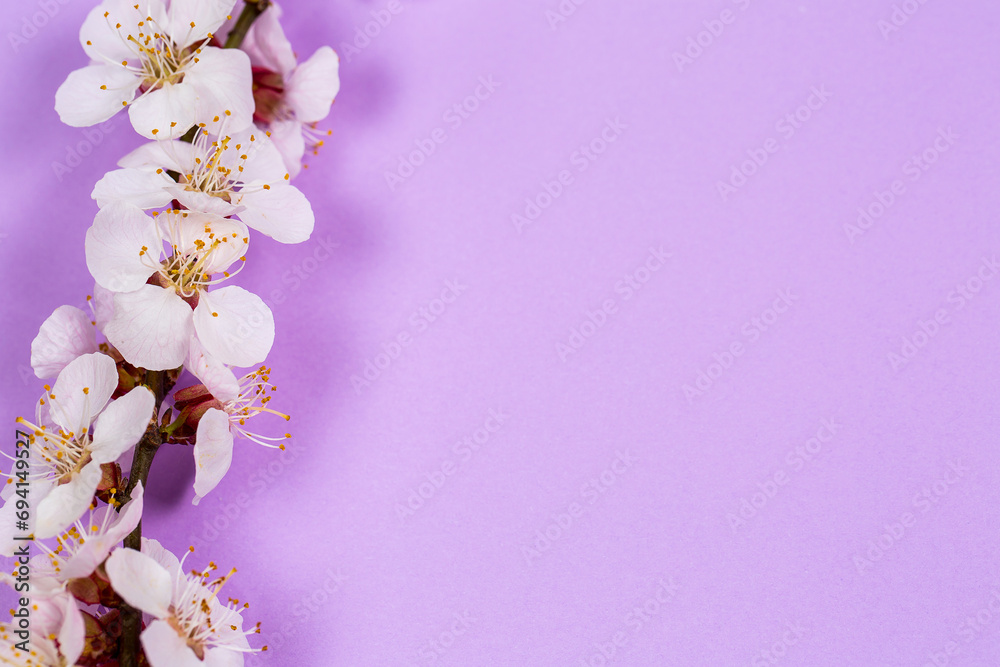 Branch of a blossoming tree with white flowers on a purple background, blossoming tree