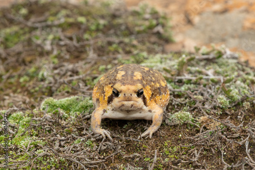 Frontal shot of a cute Bushveld rain frog, also known as the common rain frog (Breviceps adspersus) photo