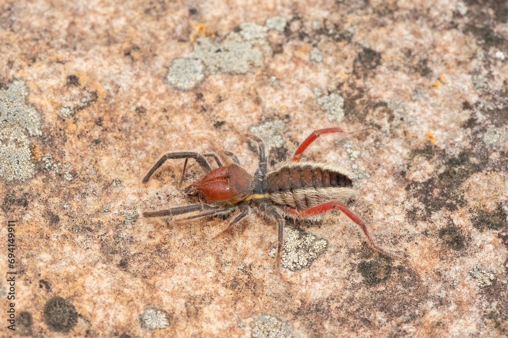 Close-up of a beautiful Red-legged solifuge (Solpugema sp) in the wild Close-up of a beautiful Red-legged solifuge (Solpugema sp) in the wild