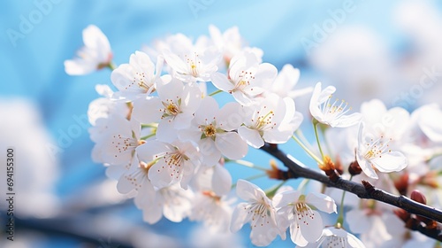 A close up of a bunch of flowers on a tree.  white sakura blossoms with water drops and reflections.