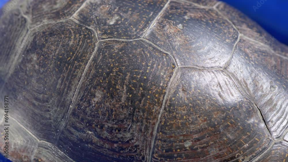 Close-up, Caught River Turtle Hiding in its Shell in a Blue Bowl in the Sun. Texture, pattern on tortoise shell. Blue background. Nature, outdoor. Sunlight. Sunny day. Creature. Close-up, Caught River Turtle Hiding in its Shell in a Blue Bowl in the Sun. Texture, pattern on tortoise shell. Blue background. Nature, outdoor. Sunlight. Sunny day. Creature.