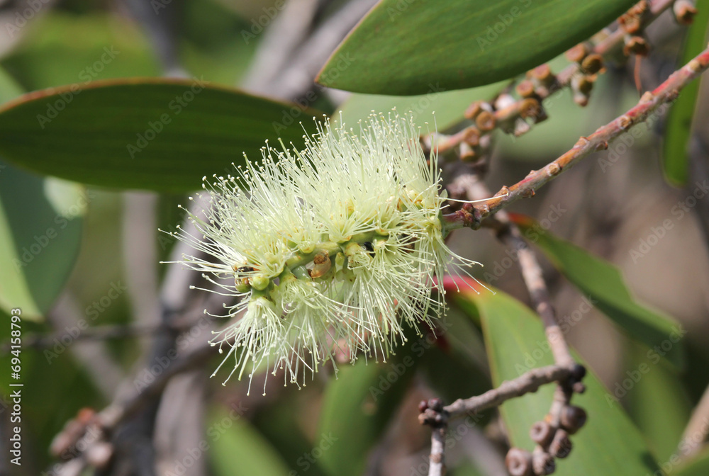 White flower on a Melaleuca tree plant in a garden White flower on a Melaleuca tree plant in a garden