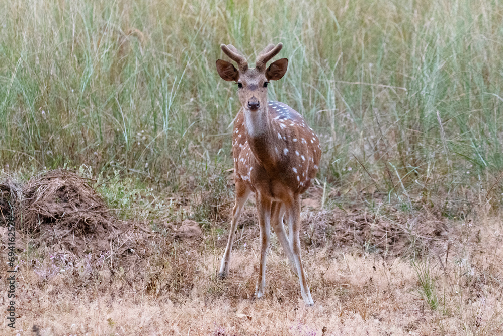A spotted deer cub ogles at a photographer 
