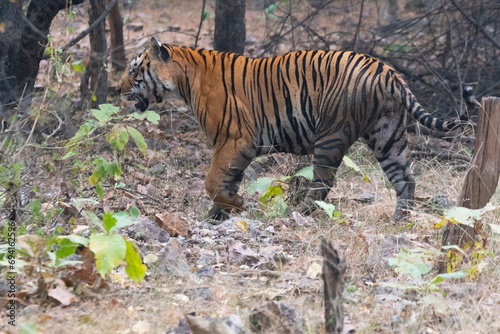 An Asian tigress during mating 