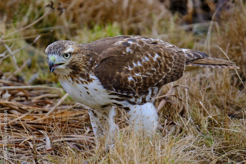 Plakat red tailed hawk