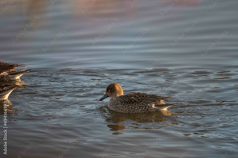 水面に浮かぶオナガガモ
