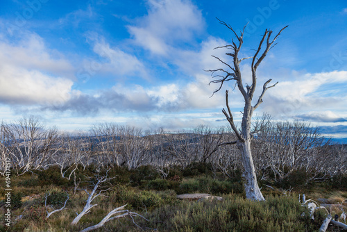 Kosciuszko National Park, NSW, Australia photo