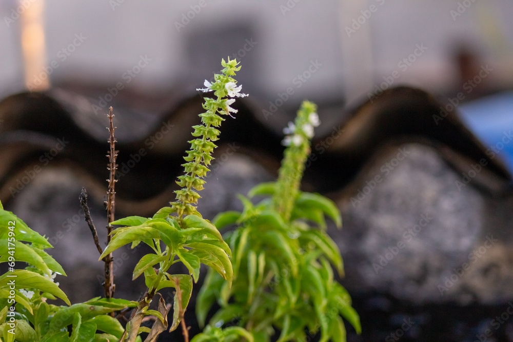 Naklejka premium Basil plant growing in the garden. Selective focus on the flower.