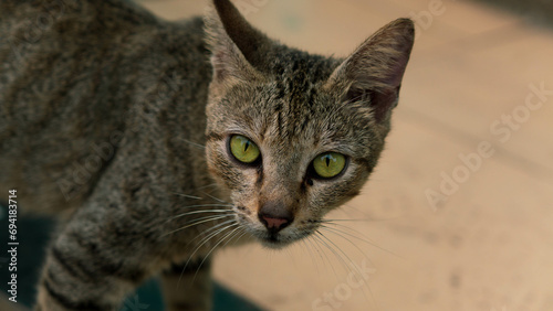 portrait of a cat