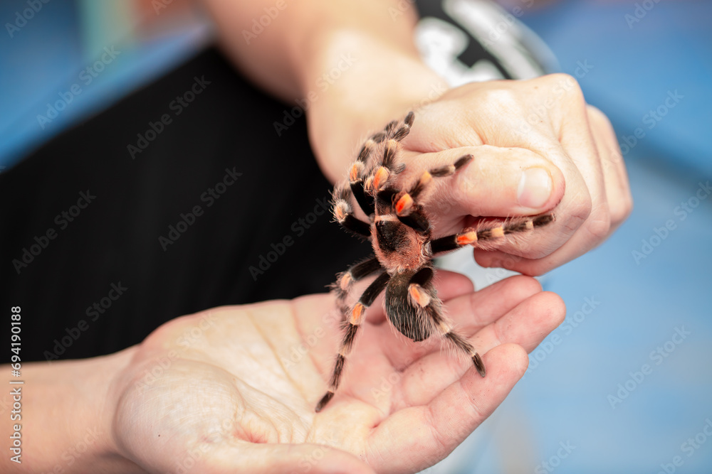 Tarantula spider on a man's hand close up. Tarantula spider as a pet.