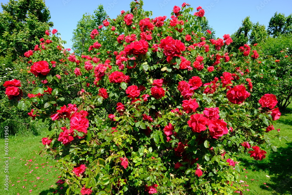 Vienna Austria - Rose garden - People's Garden - blooming rose flower bush