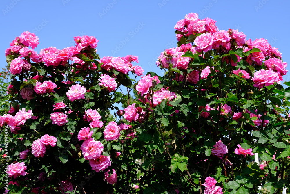 Vienna Austria - Rose garden - People's Garden - blooming rose flower bush Vienna Austria - Rose garden - People's Garden - blooming rose flower bush
