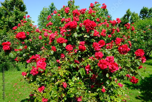 Vienna Austria - Rose garden - People s Garden - blooming rose flower bush