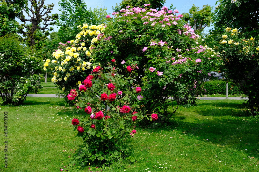 Vienna Austria - Rose garden - People's Garden - blooming rose flower bush