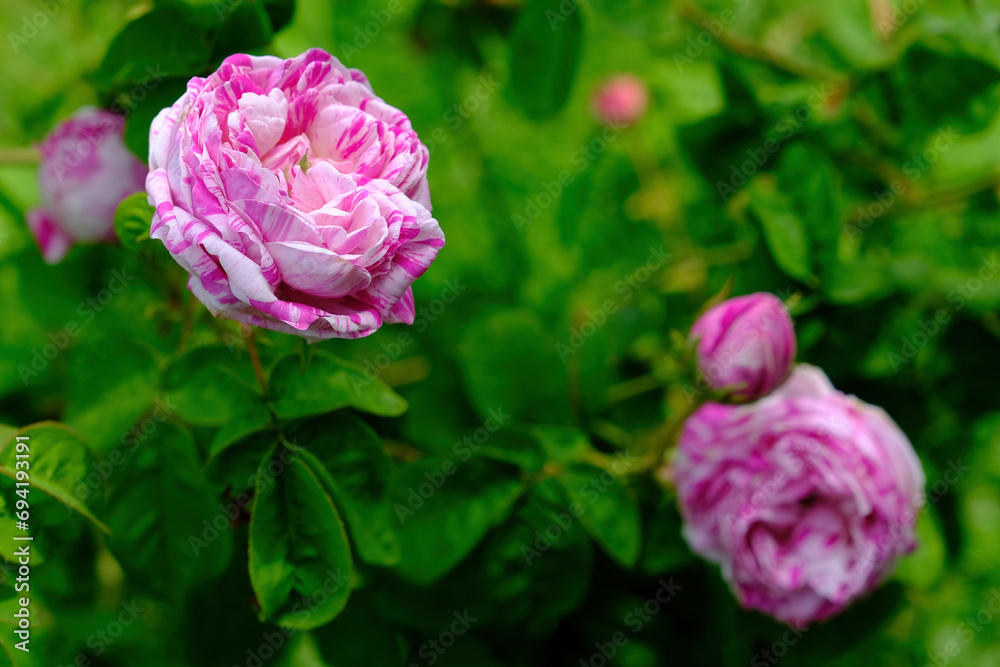 Vienna Austria - Rose garden - People's Garden - blooming rose flower bush Vienna Austria - Rose garden - People's Garden - blooming rose flower bush