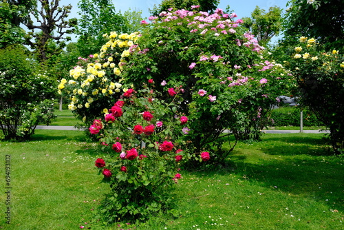 Fototapeta Naklejka Na Ścianę i Meble -  Vienna Austria - Rose garden - People's Garden - blooming rose flower bush