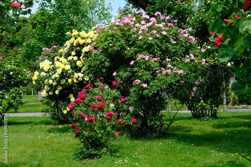 Vienna Austria - Rose garden - People's Garden - blooming rose flower bush