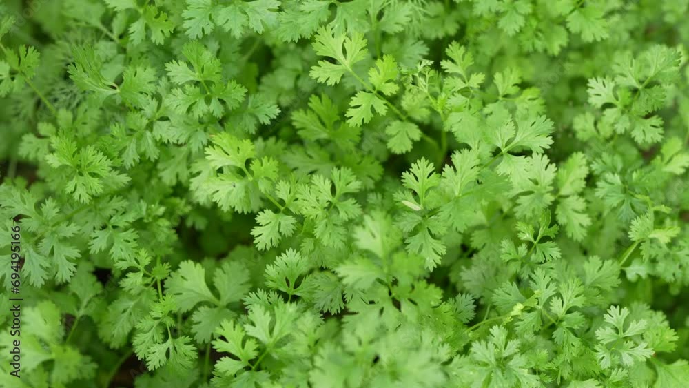 Coriander in the garden next to the house Grown without chemicals Eating is good for health. Coriander in the garden next to the house Grown without chemicals Eating is good for health.