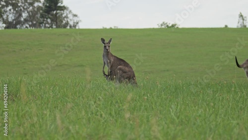Mother and Baby Kangaroo in the Wild photo