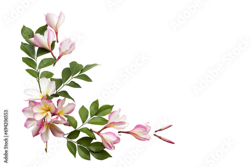 pink flowers frangipani local flora arrangement flat lay postcard style 