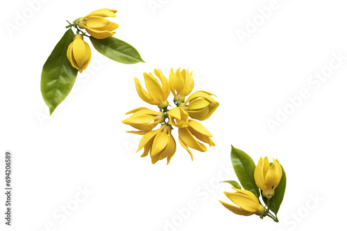 yellow flowers ylang ylang local flora arrangement flat lay postcard style  #694206589