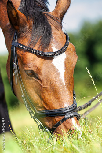Horse with bridle, close-up head, portrait format, horse eating grass.