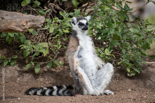 Ring tailed lemur (Lemur catta) sitting and resting