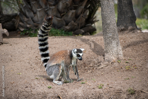 Ring tailed lemur (Lemur catta) sitting and resting