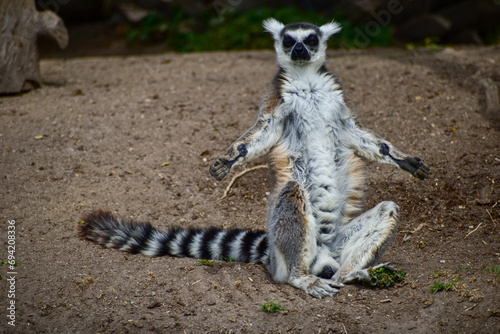 Ring tailed lemur (Lemur catta) sitting and resting