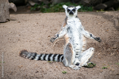 Ring tailed lemur (Lemur catta) sitting and resting