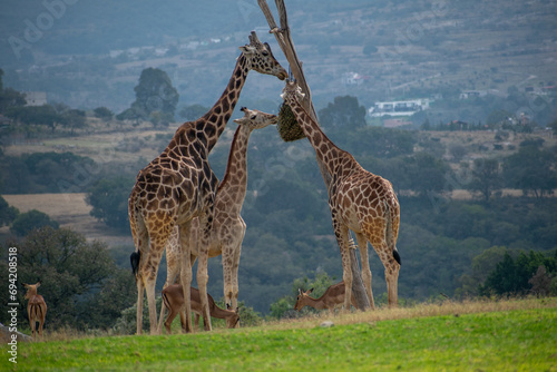 Photography giraffe in a Safari Puebla