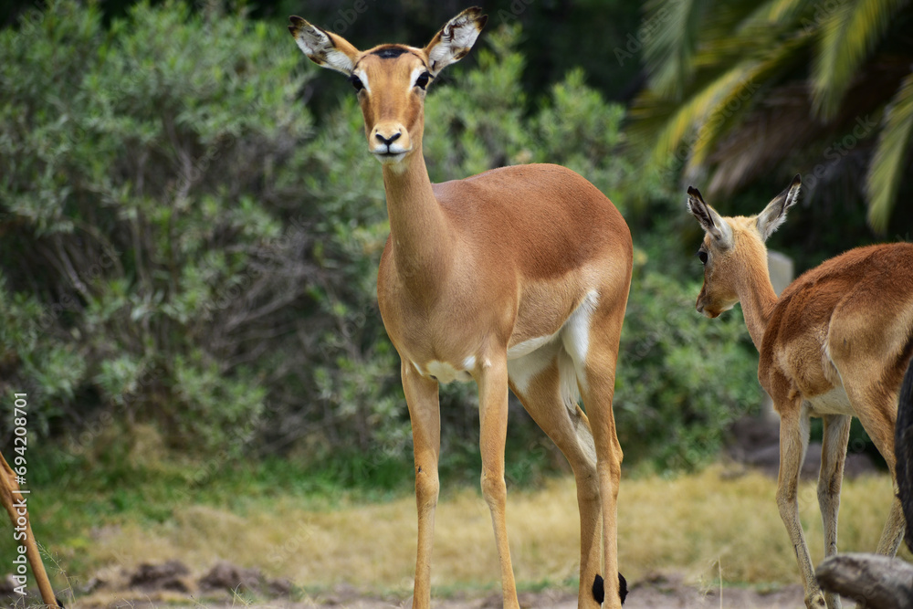 A horizontal close up of a female black faced impala in a Safari A horizontal close up of a female black faced impala in a Safari