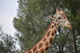Close up of giraffe eating from bush in a Safari