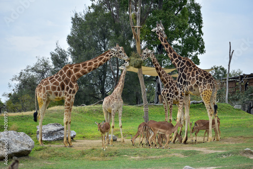 Close up of giraffe eating from bush in a Safari