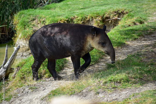 A tapir walking in a safari in Mexico. Close-up portrait of baird s tapir  Tapirus bairdii  in green vegetation. 