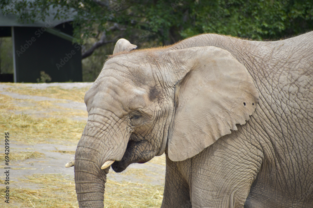 African Elephant herd walking in a Safari in Puebla Mexico, close up