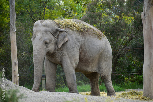 Asian elephant is enjoying throwing dust over body in a Safari 