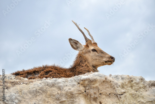 Timor deer in the mountains