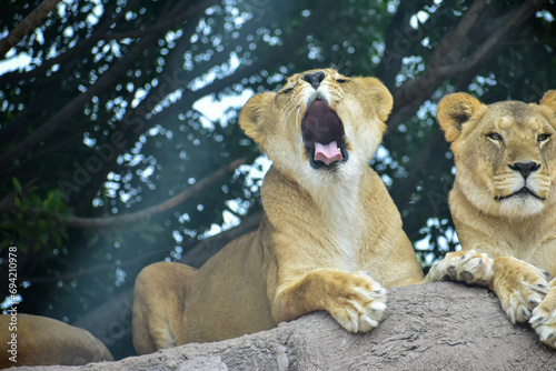 The lioness resting, lying on a rock in a Safari in Puebla