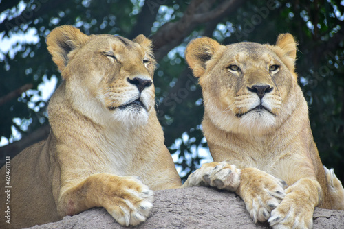 The lioness resting, lying on a rock in a Safari in Puebla