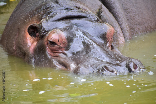 A hippo (Hippopotamus Amphibius) swimming 