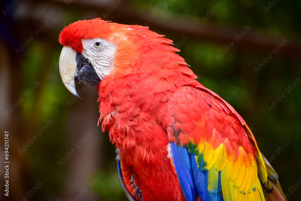 Close up colorful scarlet macaw  (Ara macao) with dark background