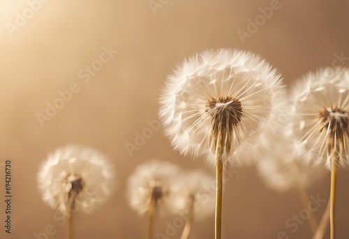 Shadow natural background of dandelion flowers on beige paper stock photo Backgrounds Beige Shadow Flower