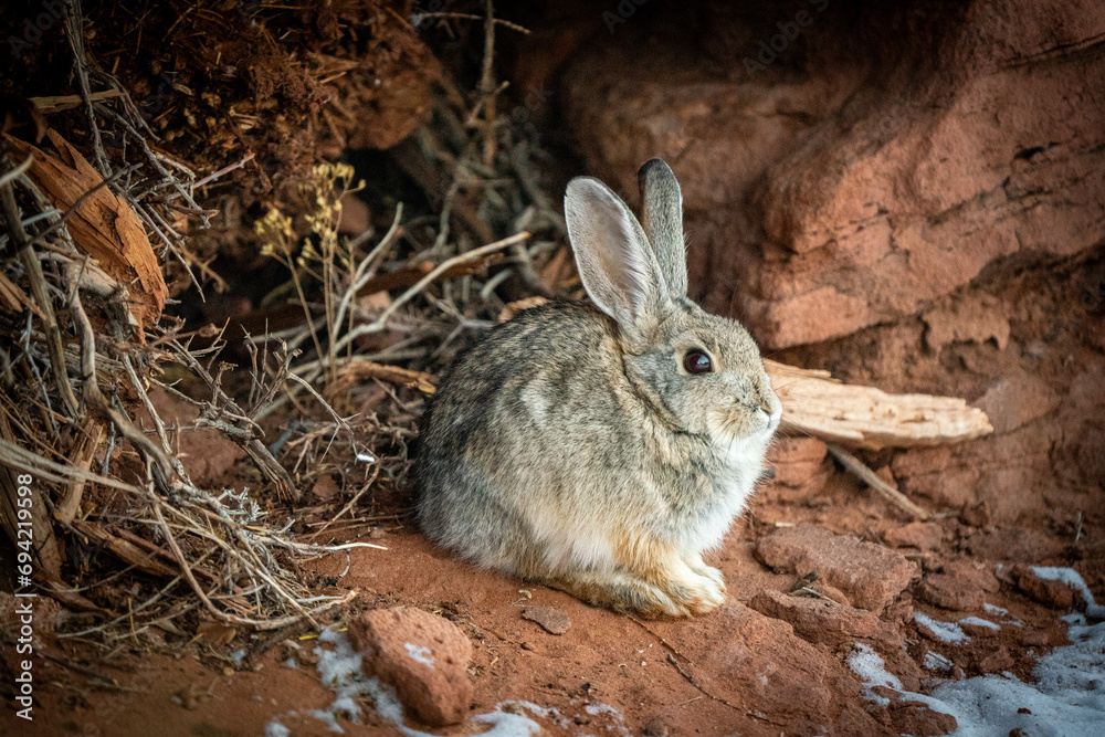 Fototapeta premium Cottontail wild rabbit in desert
