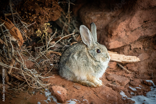 Cottontail wild rabbit in desert