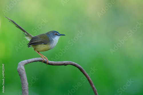 yellow with grey face and long tail bird lovely standin gon wooden branch expose over green grass