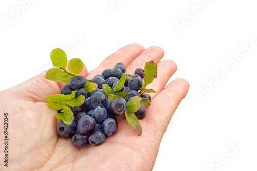 Ripe blueberry berries on the palm, isolated on a white background.