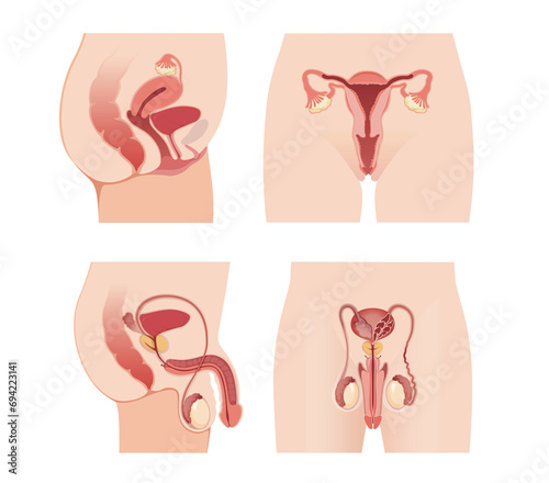 Difference Between Male and Female Reproductive System